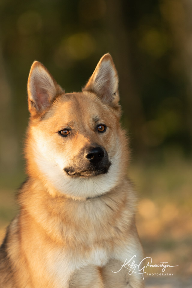 Kelly Groenestijn Hond