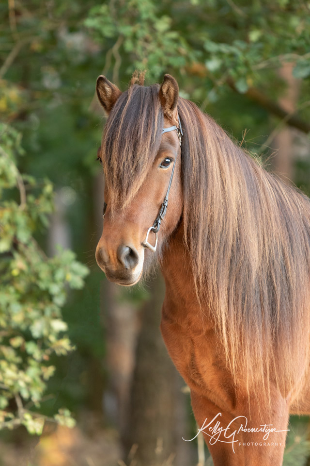 Kelly Groenestijn Paard